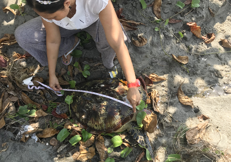 CURMA Releases 2nd Rescued Sea Turtle - SIFCare
