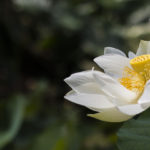 sifcare-la-union-provincial-council-lotusflower