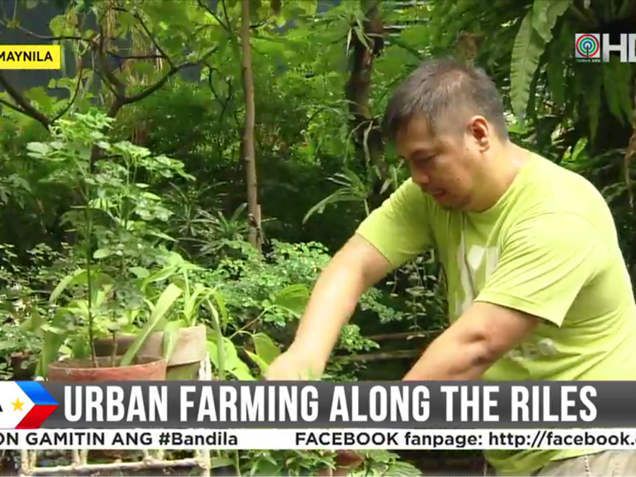 sifcare-volunteer-bandila-urban-farming-along-the-riles-1