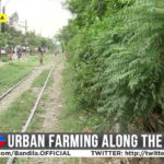 sifcare-volunteer-bandila-urban-farming-along-the-riles-4