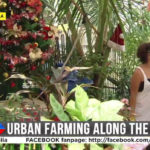 sifcare-volunteer-bandila-urban-farming-along-the-riles-5