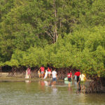 sifcare-bohol-icc2019-4-mangrove